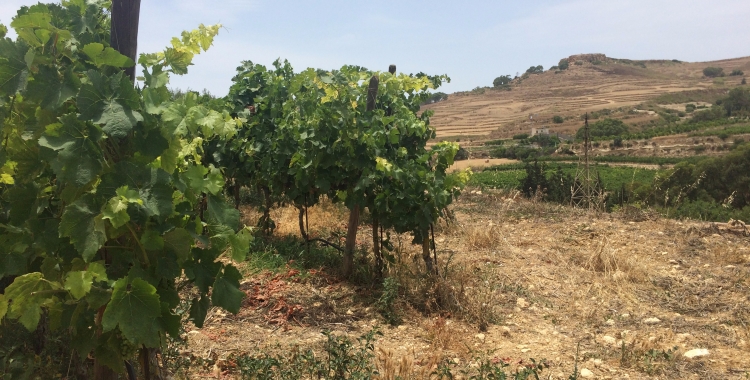 Vineyard Ta Mena, wine tasting Gozo